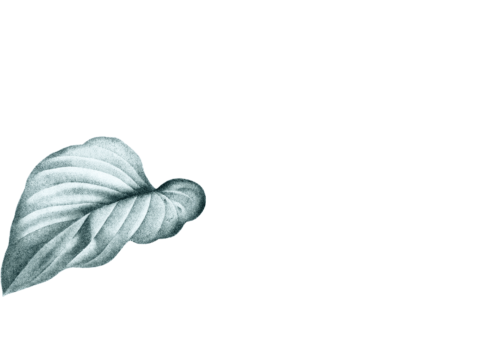 Layer
